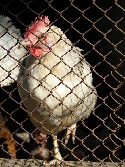 赛显然已无 赛显然已无